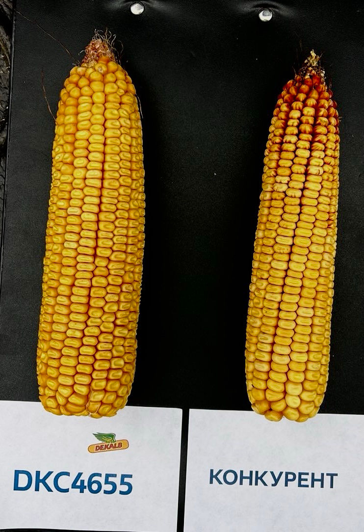 DKC4655